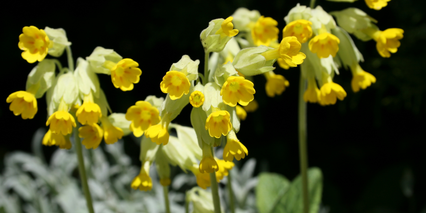 Primevère officinale
